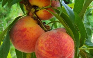 Broskvoň 'Suncrest'