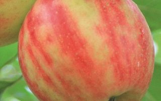 Jabloň 'Karneval'®