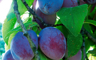 Slivoň 'Švestka domácí'