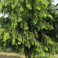 Taxus baccata 'Dovastoniana' 20–30 cm