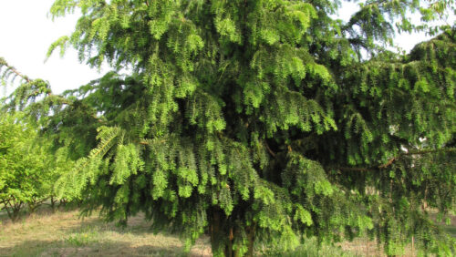 Taxus baccata 'Dovastoniana' 20–30 cm - Obrázek 1