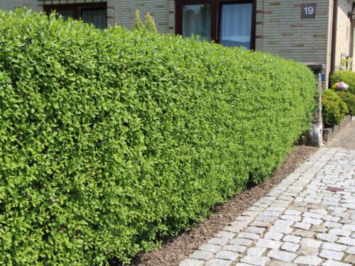 Ligustrum vulgare 'Atrovirens' - Image 2