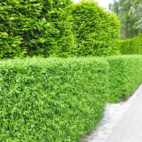Ligustrum vulgare 'Atrovirens'