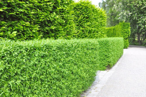 Ligustrum vulgare 'Atrovirens' - Image 1