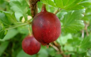 Angrešt červený Karmen 60KM