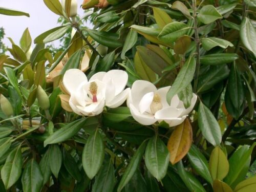 Magnolia grandiflora 50–60 K4 - Obrázek 1