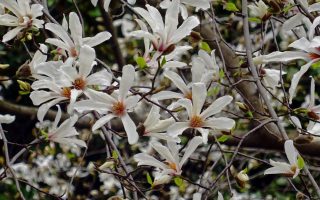 Magnolia kobus ´Esveld Select´ 80–100 K7,5