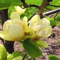 Magnolia 'Sunsation'