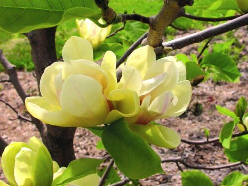 Magnolia 'Sunsation' - Obrázek 1
