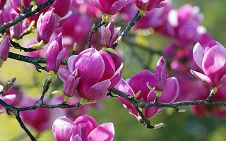 Magnolia 'Black Tulip'®