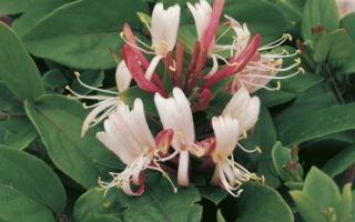 Lonicera jap. ´Red World´ 40R K2vyvazov