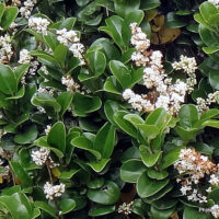 Ligustrum jap. ´Rotundifolium´ 25–30 K2