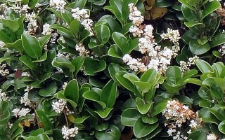 Ligustrum jap. ´Rotundifolium´ 25–30 K2