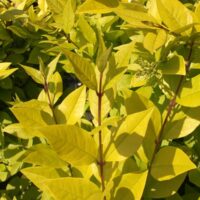 Ligustrum ´Lemon, Lime&Clippers´ 25–30 K2