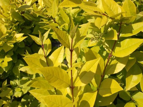 Ligustrum ´Lemon, Lime&Clippers´ 25–30 K2 - Obrázek 1