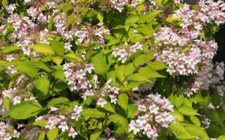 Kolkwitzia amabilis ´Maradco´ 20–30 K2,5