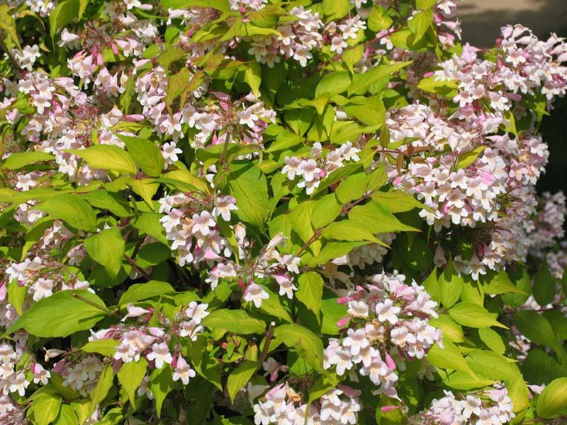 900 Kolkwitzia amabilis ´Maradco´ 20–30 K2,5 - Obrázek 1