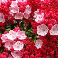 Kalmia lat. ´Ostbo Red´ 20–25 K