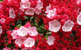 Kalmia lat. ´Ostbo Red´ 20–25 K