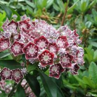 Kalmia lat. ´Sterntaler´ 20–25 K3,5