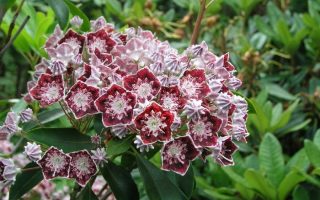 Kalmia lat. ´Sterntaler´ 20–25 K3,5