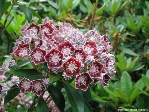 Kalmia lat. ´Sterntaler´ 20–25 K3,5 - Obrázek 1