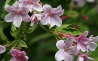 Jasminum stephanense