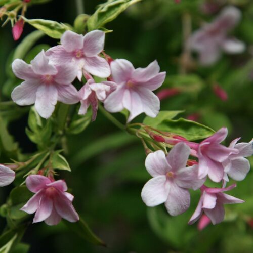 Jasminum stephanense - Obrázek 1