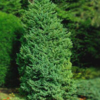 Juniperus chin. ´Monarch´ 20–30 K2,5