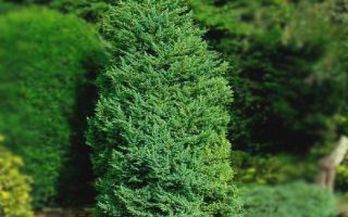 Juniperus chin. ´Monarch´ 20–30 K2,5