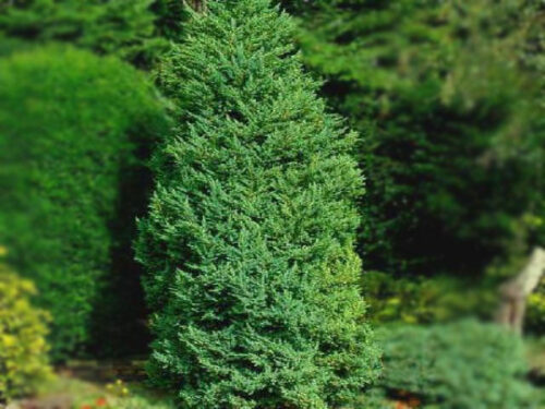 Juniperus chin. ´Monarch´ 20–30 K2,5 - Obrázek 1