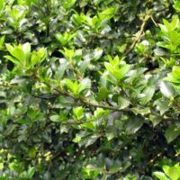 Ilex meserveae ´Blue Prince´