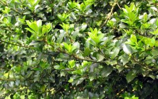 Ilex meserveae ´Blue Prince´