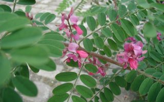 Indigofera heterantha 40–50 K3