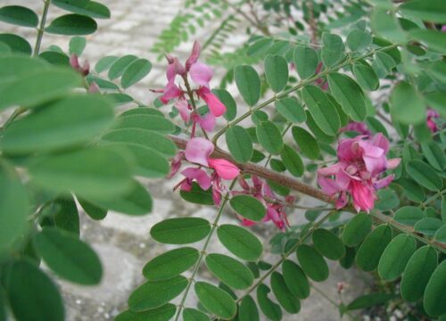 Indigofera heterantha 40–50 K3 - Obrázek 1