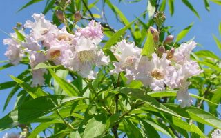 Chitalpa tas. ´Summer Bells´ 110 KM K7,5