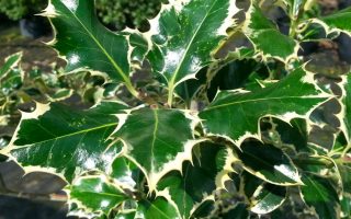 Ilex aquif. ´Silver Queen´ 20–30 K2,5