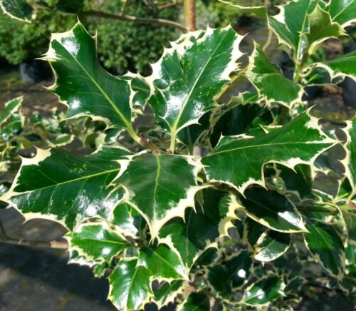 Ilex aquif. ´Silver Queen´ 20–30 K2,5 - Obrázek 1