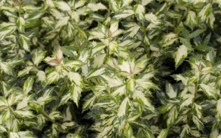 Ilex aquif. ´White Cream´ 20–30 K2,5