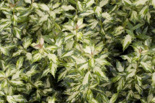 Ilex aquif. ´White Cream´ 20–30 K2,5 - Obrázek 1