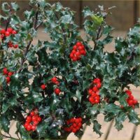 Ilex meserveae 'Blue Angel'