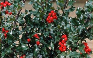 Ilex meserveae 'Blue Angel'