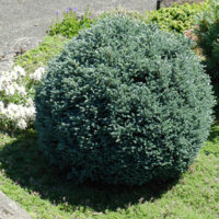 Chamaecyparis pisifera 'Blue Moon'