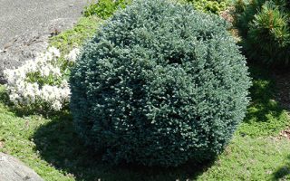 Chamaecyparis pisifera 'Blue Moon'