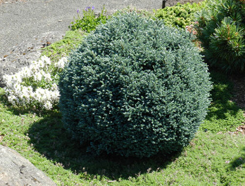 Chamaecyparis pisifera 'Blue Moon' - Obrázek 1