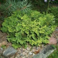 Chamaecyparis obt. ´Golden Pin Cushion´ 15–20 K2,5