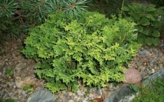 Chamaecyparis obt. ´Golden Pin Cushion´ 15–20 K2,5