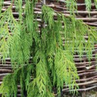 Chamaecyparis nootk. ´Pendula´ 40–60 K4