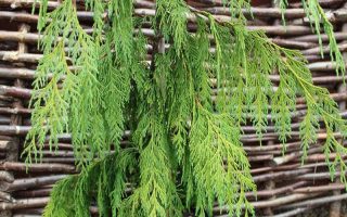 Chamaecyparis nootk. ´Pendula´ 40–60 K4