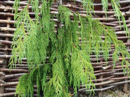 Chamaecyparis nootk. ´Pendula´ 40–60 K4 - Obrázek 1